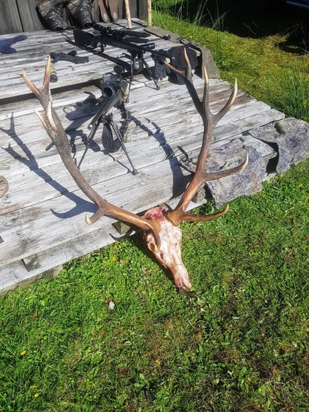 A deer skull sitting on a wooden deck.