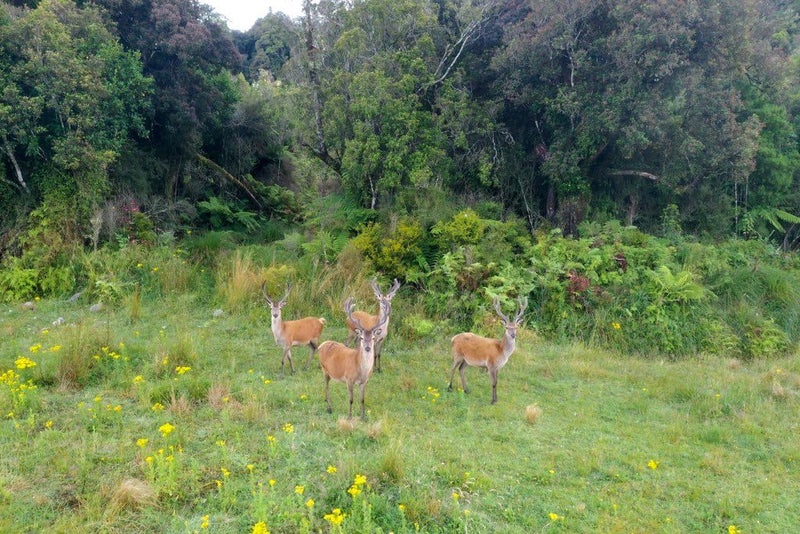 A group of deer grazing in a grassy field.