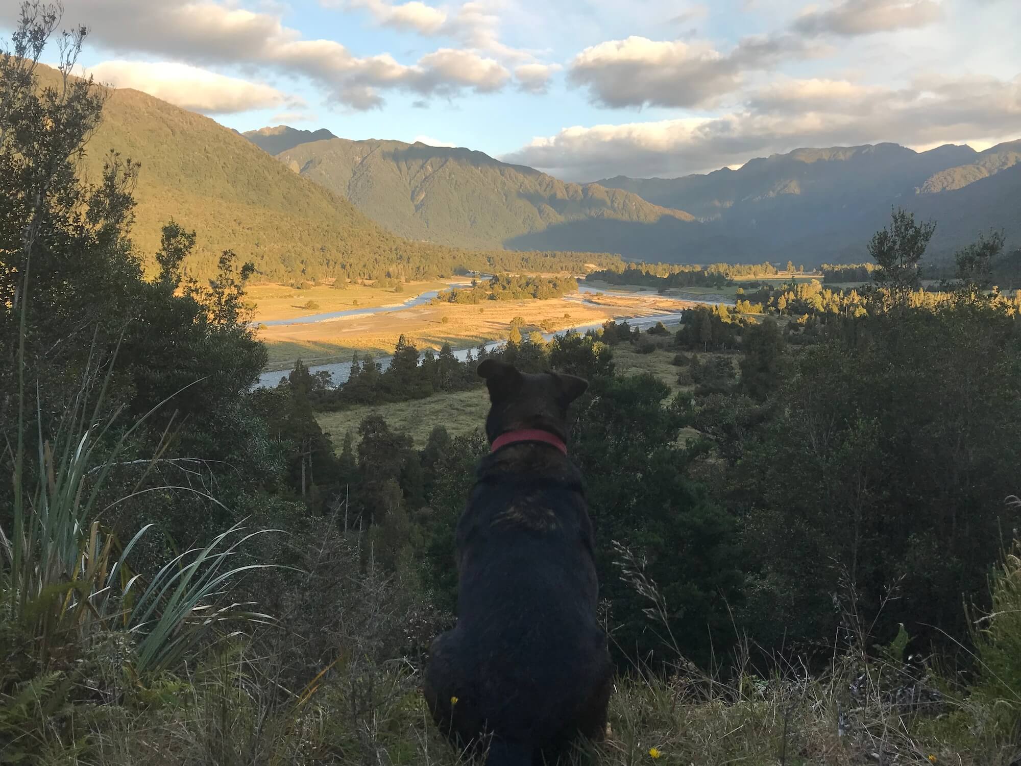 A black dog sitting on a hill overlooking a river and mountains.