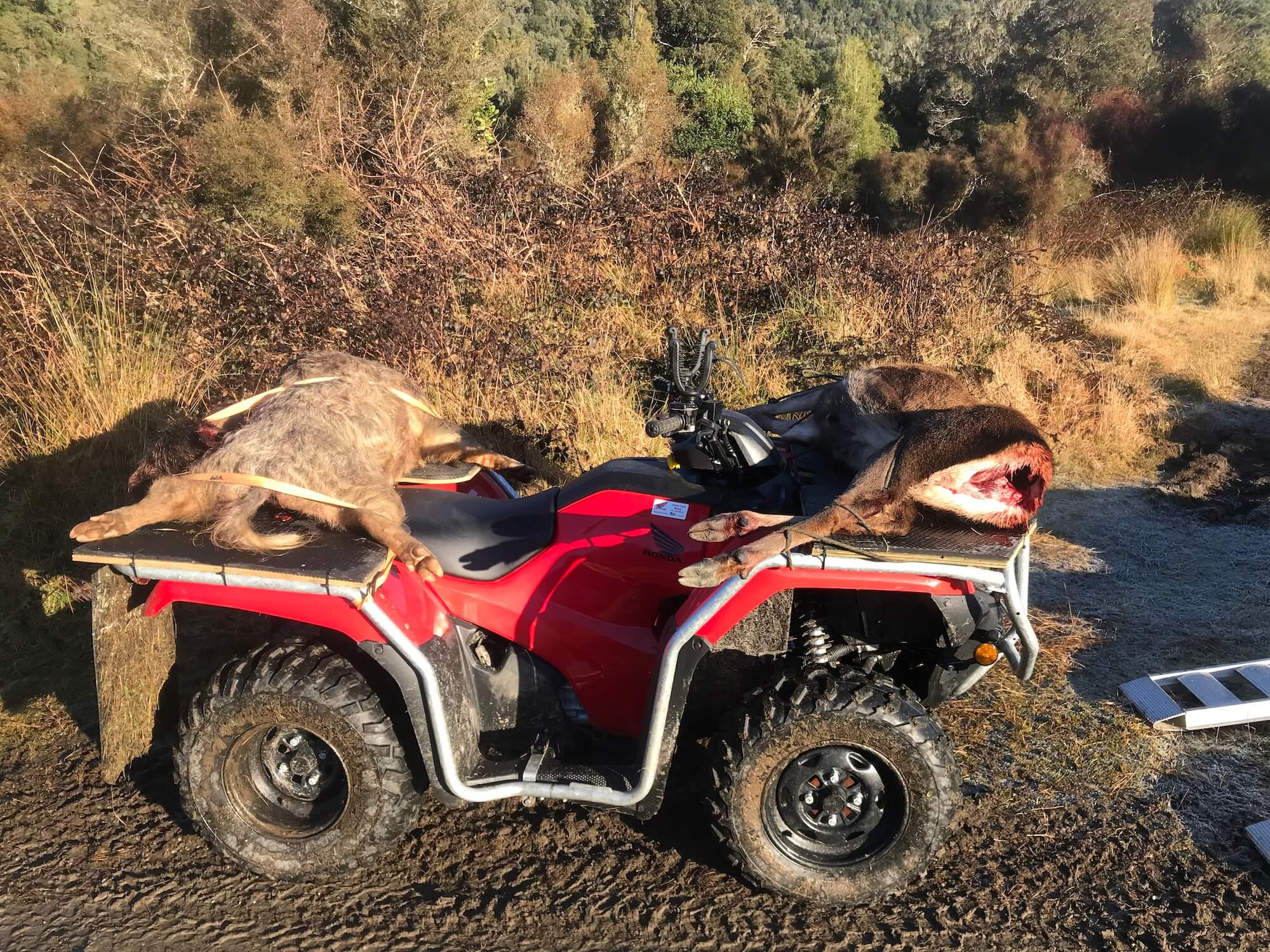 A four wheeler with a deer on top of it.