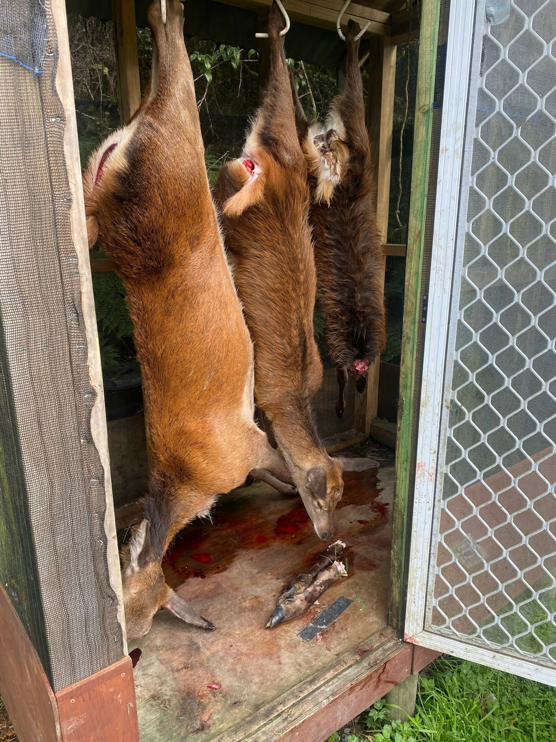 A group of deer hanging out in a shed.