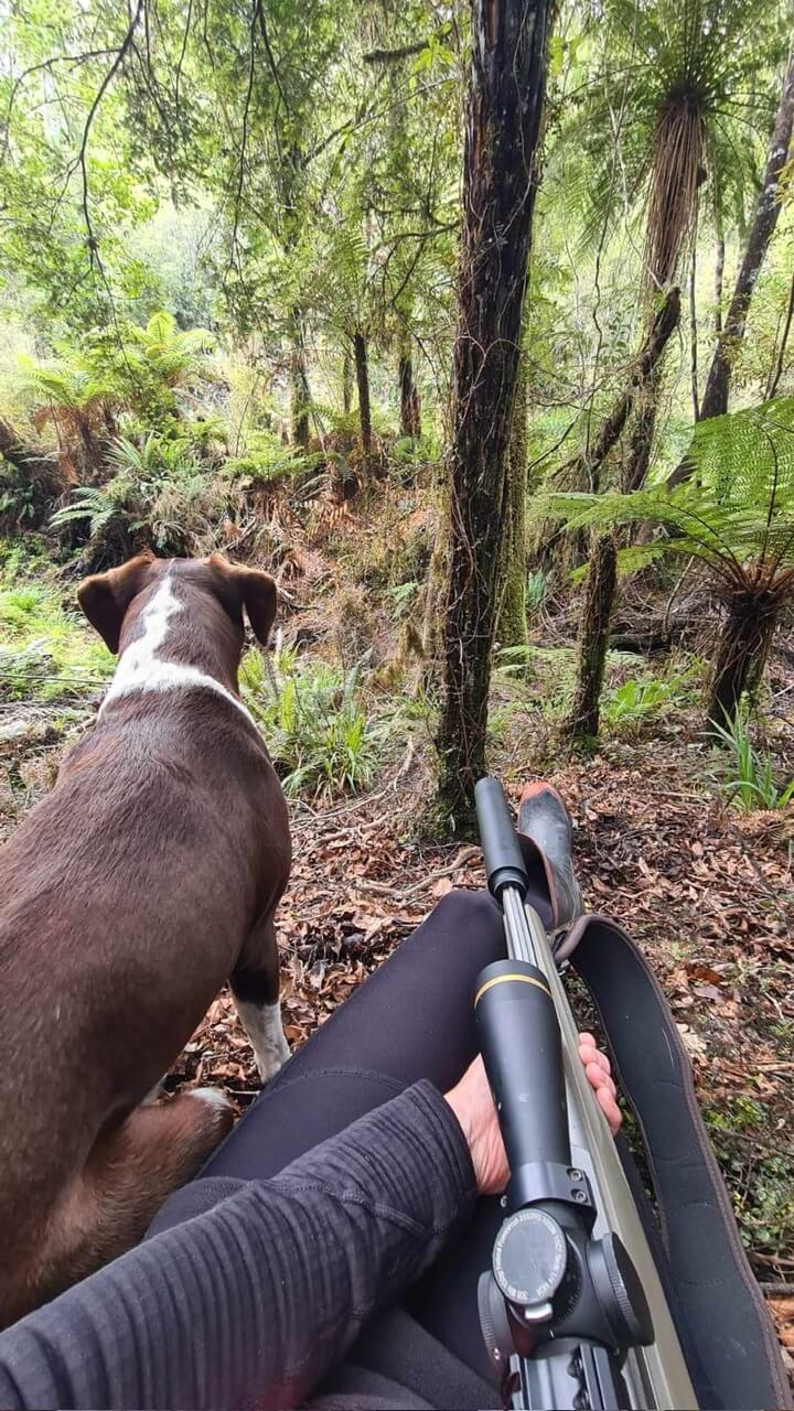 A dog looking at a rifle in the woods.